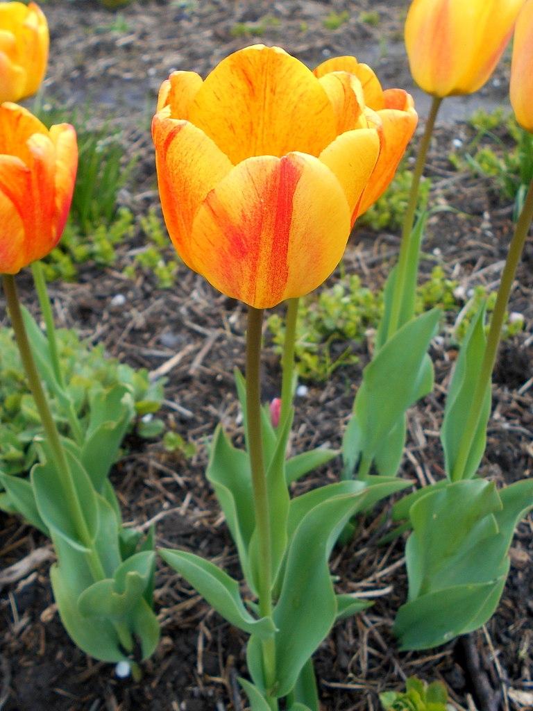 Photo of Darwin Hybrid Tulip (Tulipa 'Beauty of Apeldoorn') uploaded by robertduval14