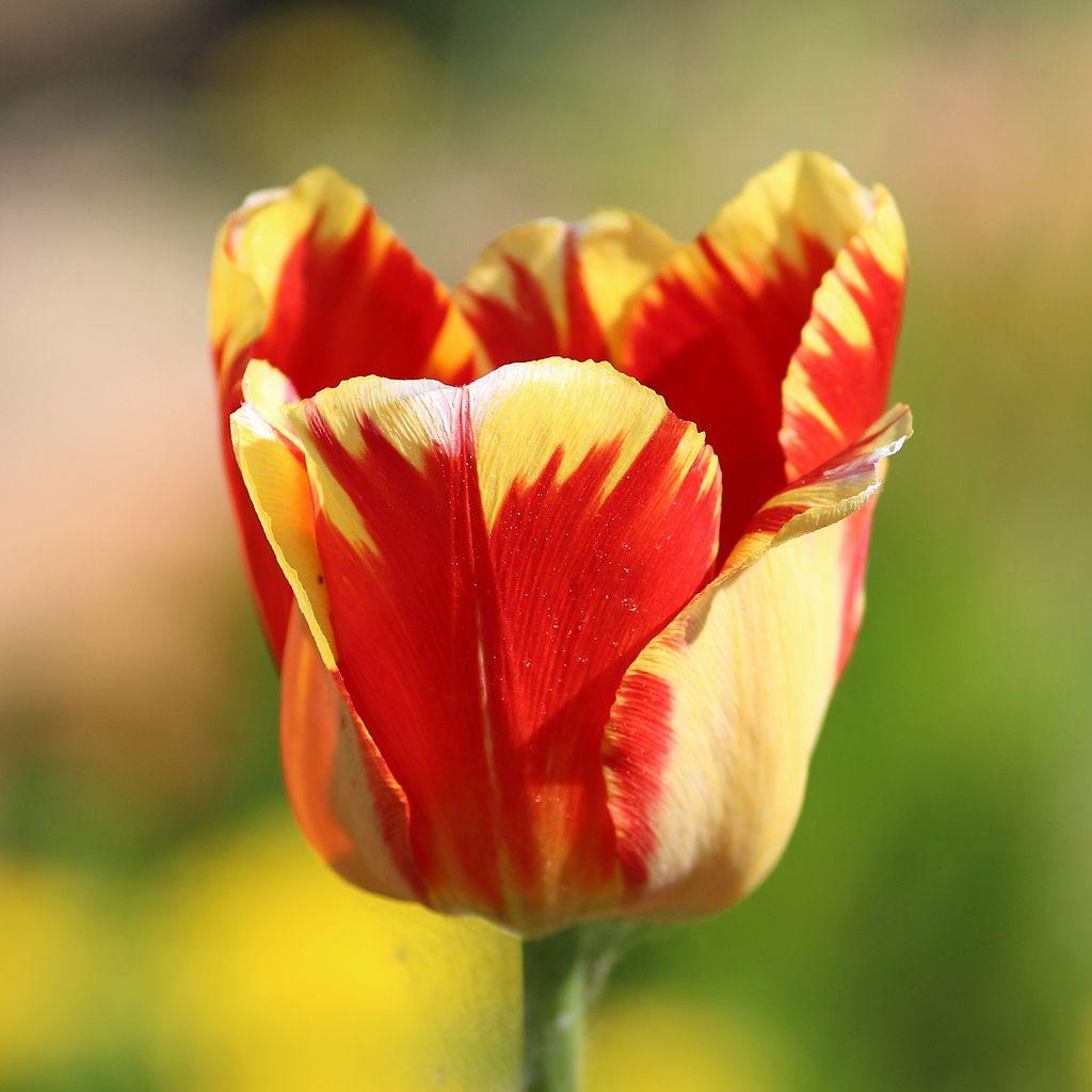 Photo of Darwin Tulip (Tulipa 'Banja Luka') uploaded by robertduval14