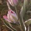 Tulipa 'Elsenburg'