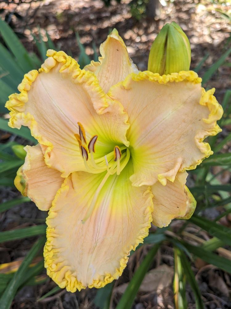 Photo of Daylily (Hemerocallis 'Better than Butter') uploaded by DixieSwede