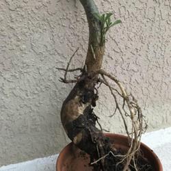Location: My garden in Tampa, Florida
Date: 2022-05-21
Roots of a 4 year old desert rose cutting!