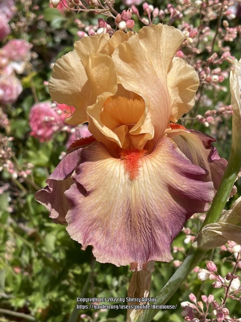 Photo of Tall Bearded Iris (Iris 'Rio') uploaded by Henhouse