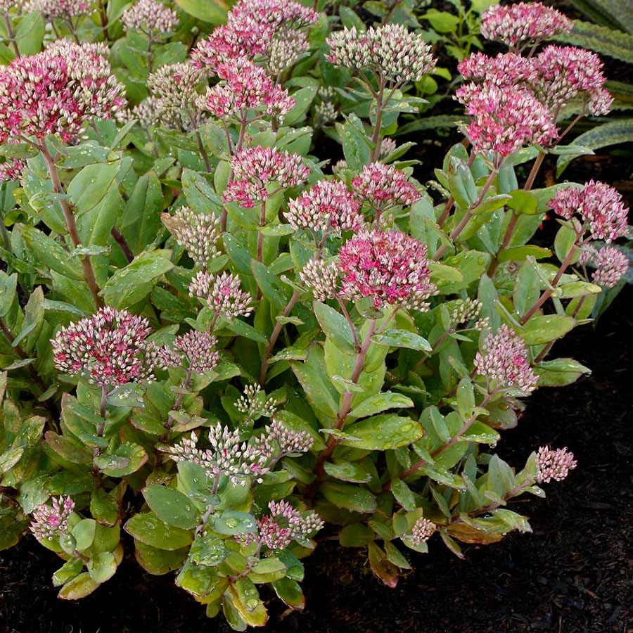 Photo of Stonecrop (Hylotelephium 'Class Act') uploaded by Joy