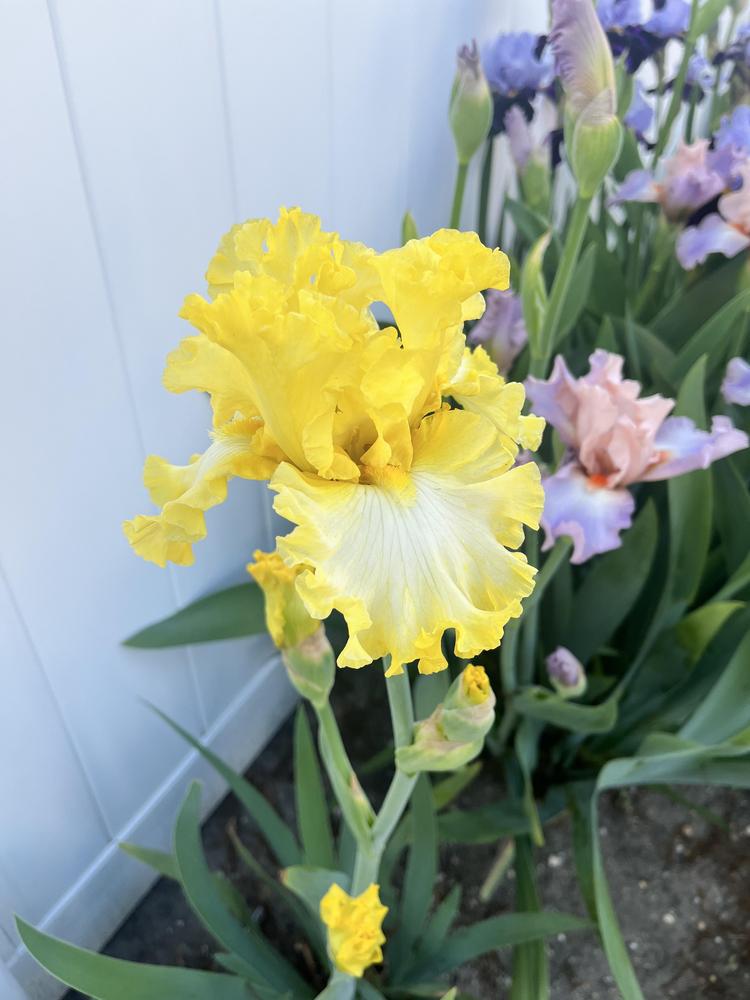Photo of Tall Bearded Iris (Iris 'Beauty Becomes Her') uploaded by MrsMud