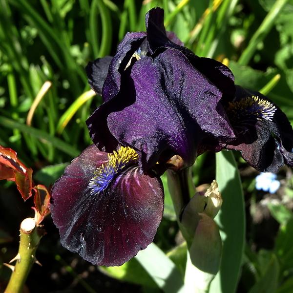 Photo of Standard Dwarf Bearded Iris (Iris 'Demon') uploaded by Orsola