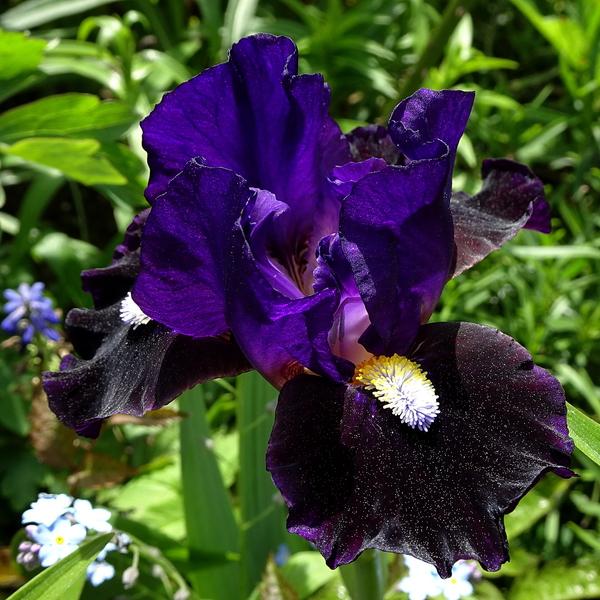 Photo of Standard Dwarf Bearded Iris (Iris 'Wish Upon a Star') uploaded by Orsola