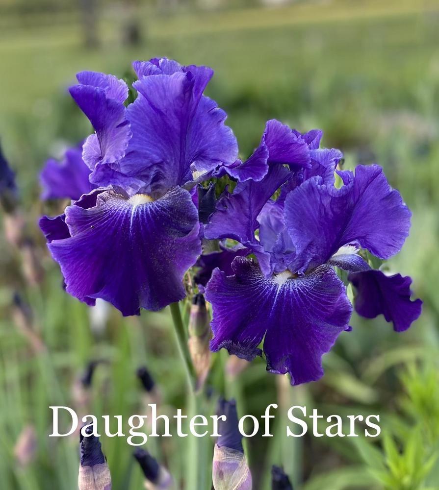 Photo of Tall Bearded Iris (Iris 'Daughter of Stars') uploaded by amberjewel
