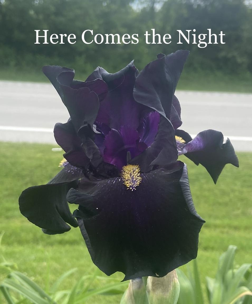 Photo of Tall Bearded Iris (Iris 'Here Comes the Night') uploaded by amberjewel