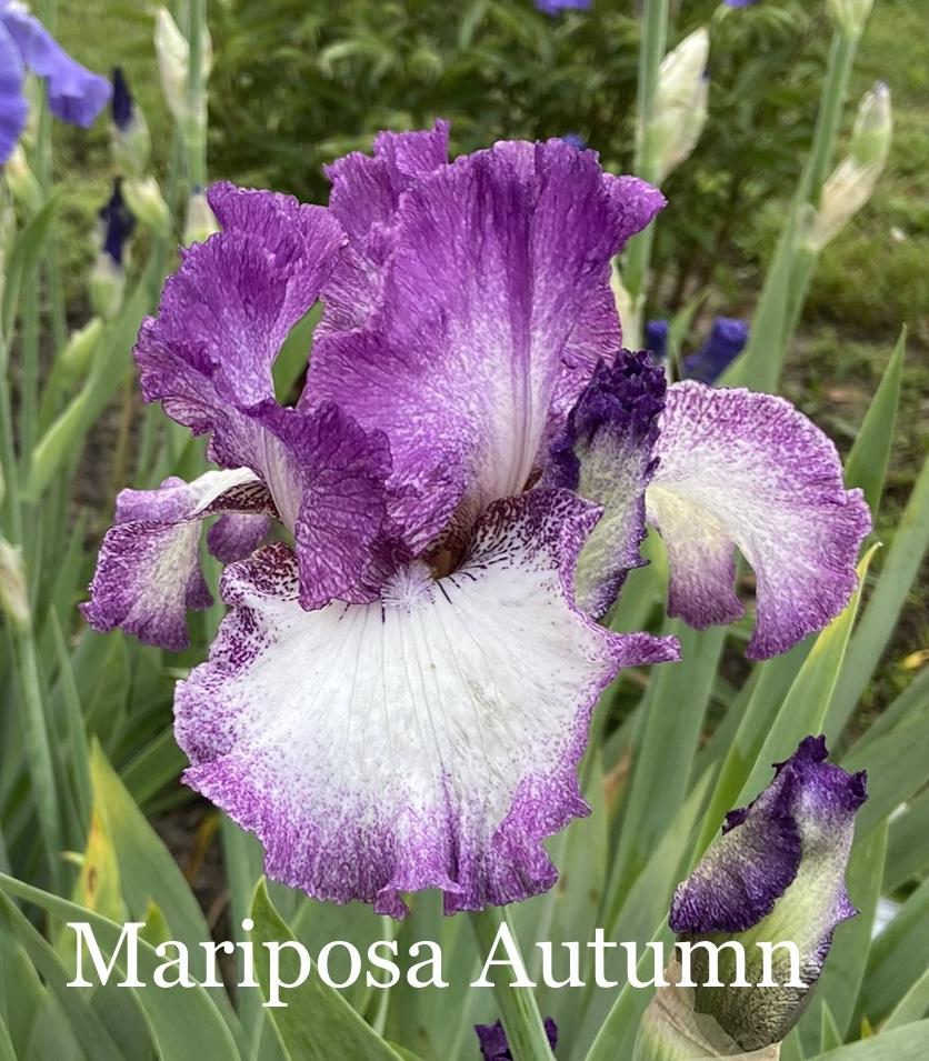 Photo of Tall Bearded Iris (Iris 'Mariposa Autumn') uploaded by amberjewel