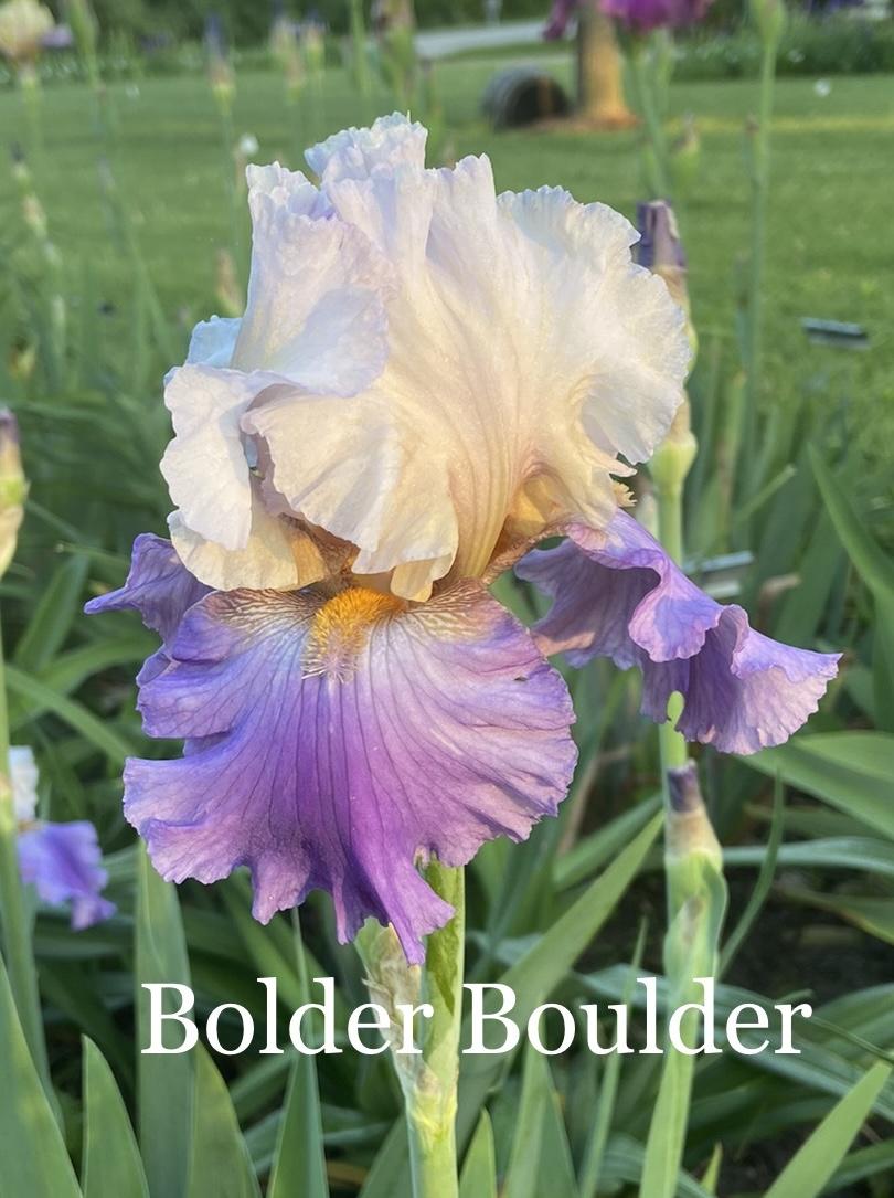 Photo of Tall Bearded Iris (Iris 'Bolder Boulder') uploaded by amberjewel