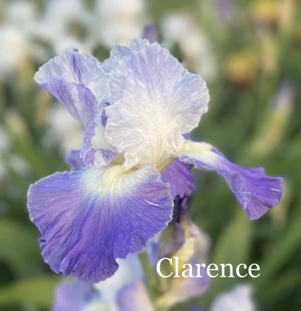 Photo of Tall Bearded Iris (Iris 'Clarence') uploaded by amberjewel