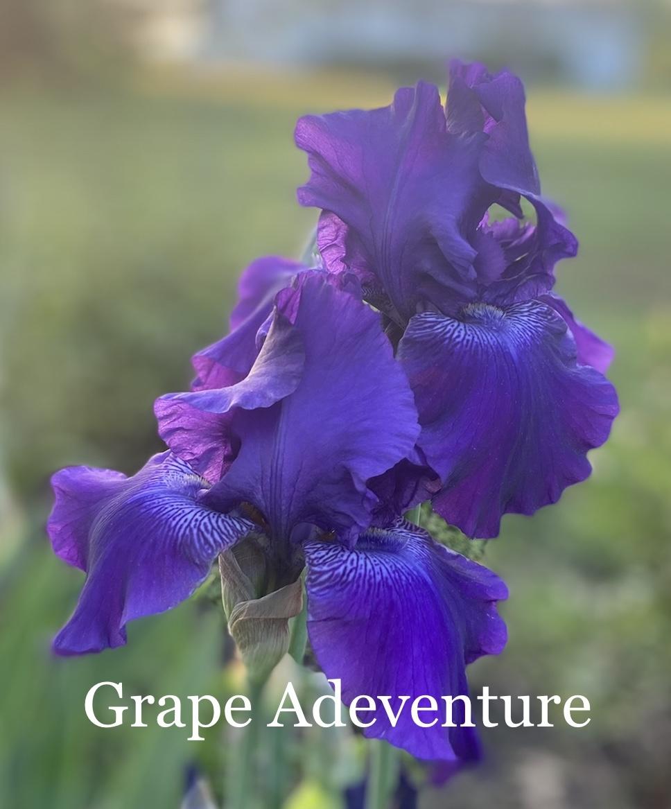 Photo of Tall Bearded Iris (Iris 'Grape Adventure') uploaded by amberjewel