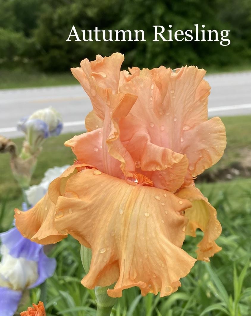 Photo of Tall Bearded Iris (Iris 'Autumn Riesling') uploaded by amberjewel