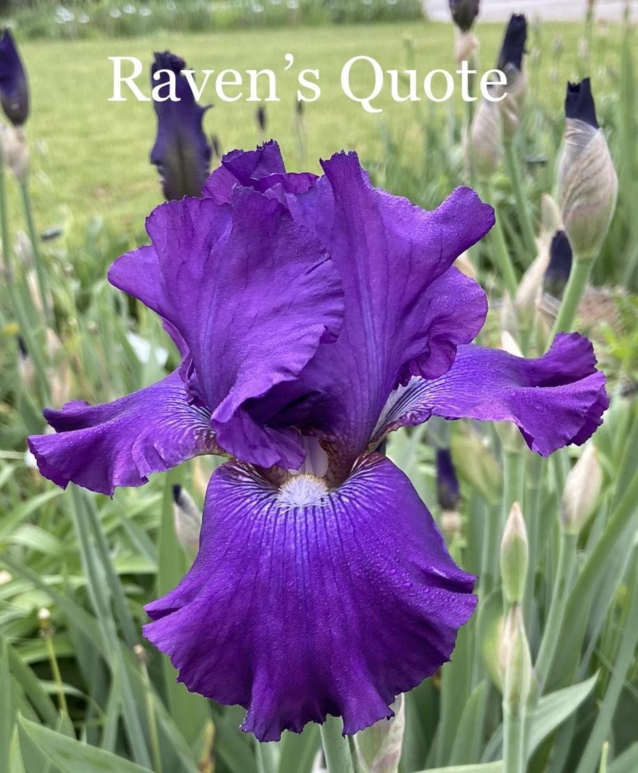 Photo of Tall Bearded Iris (Iris 'Raven's Quote') uploaded by amberjewel