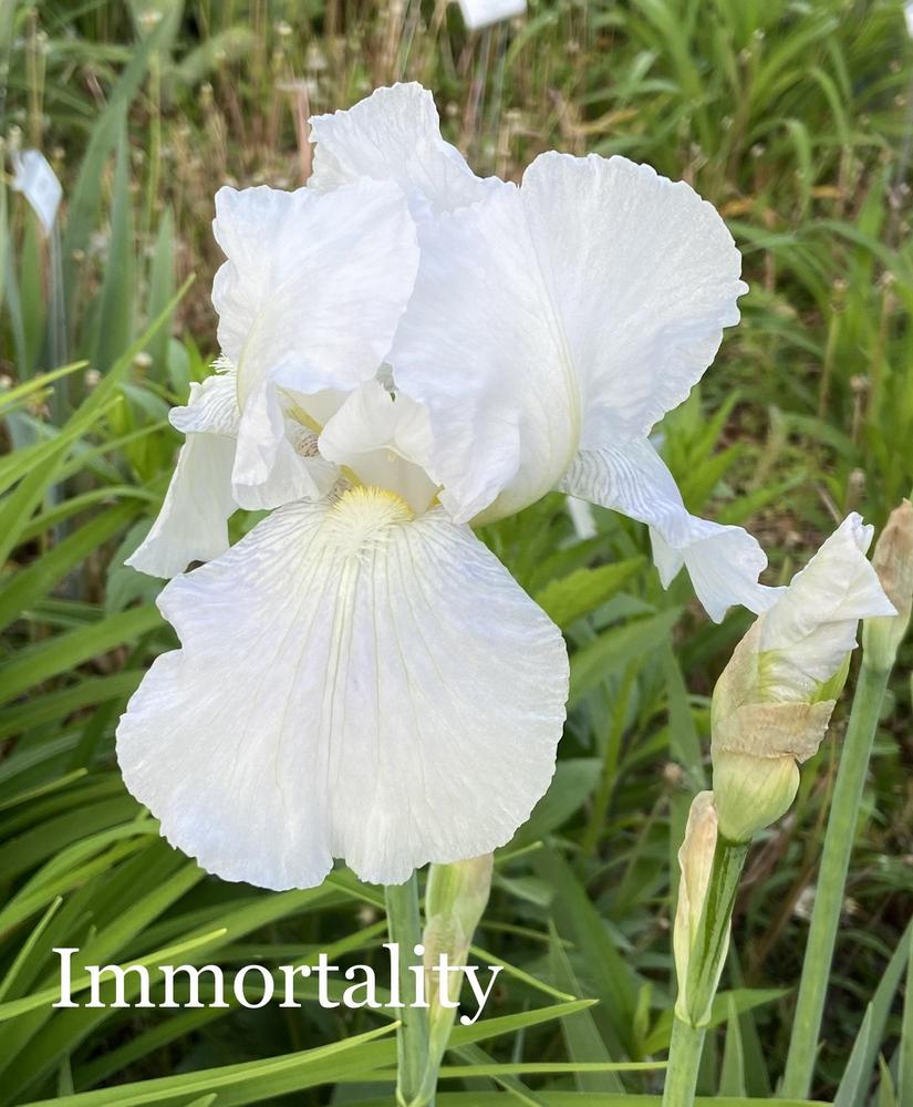 Photo of Tall Bearded Iris (Iris 'Immortality') uploaded by amberjewel