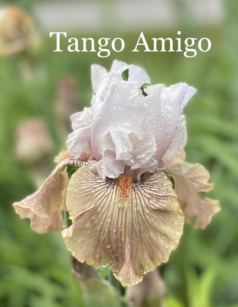 Photo of Tall Bearded Iris (Iris 'Tango Amigo') uploaded by amberjewel