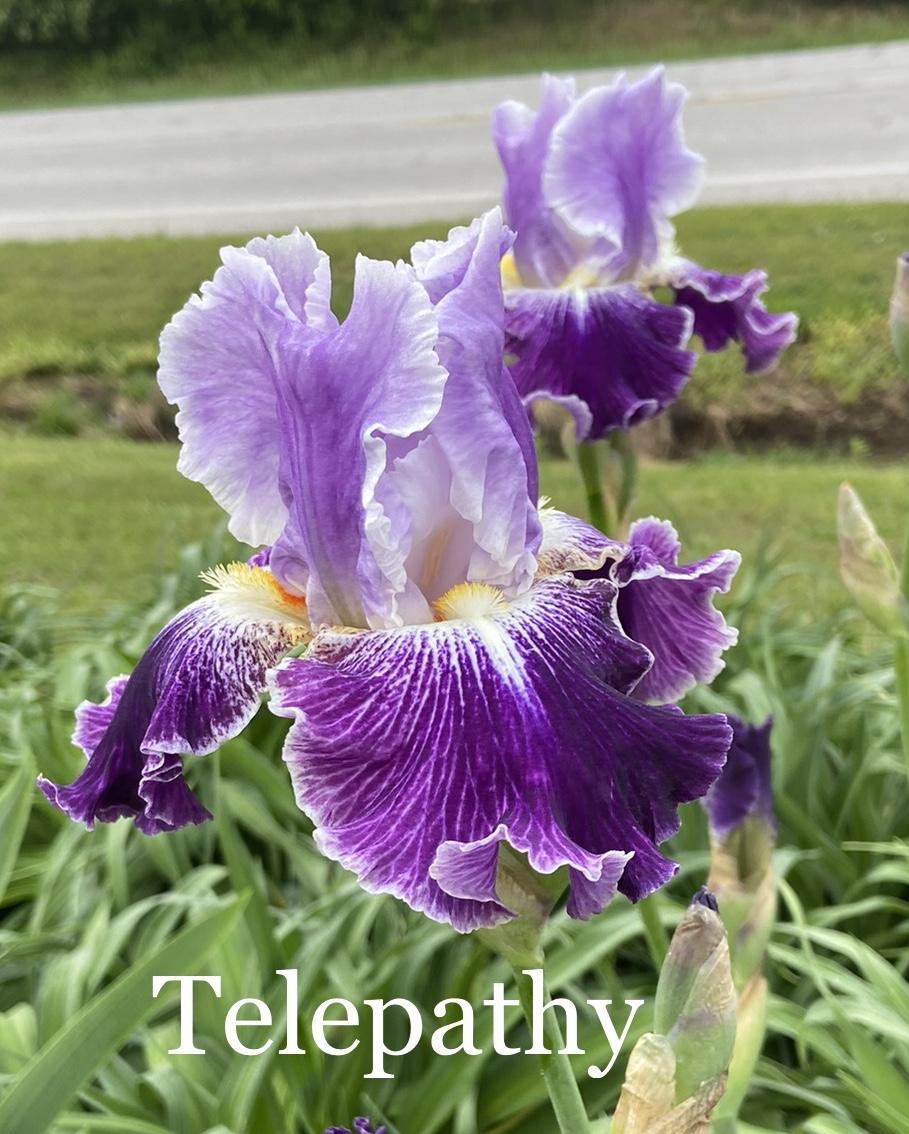 Photo of Tall Bearded Iris (Iris 'Telepathy') uploaded by amberjewel