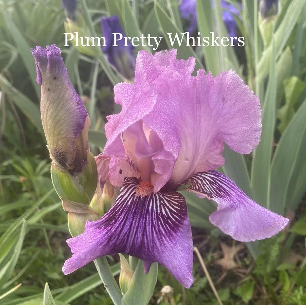 Photo of Tall Bearded Iris (Iris 'Plum Pretty Whiskers') uploaded by amberjewel