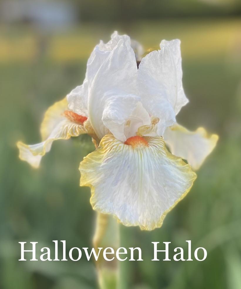 Photo of Tall Bearded Iris (Iris 'Halloween Halo') uploaded by amberjewel