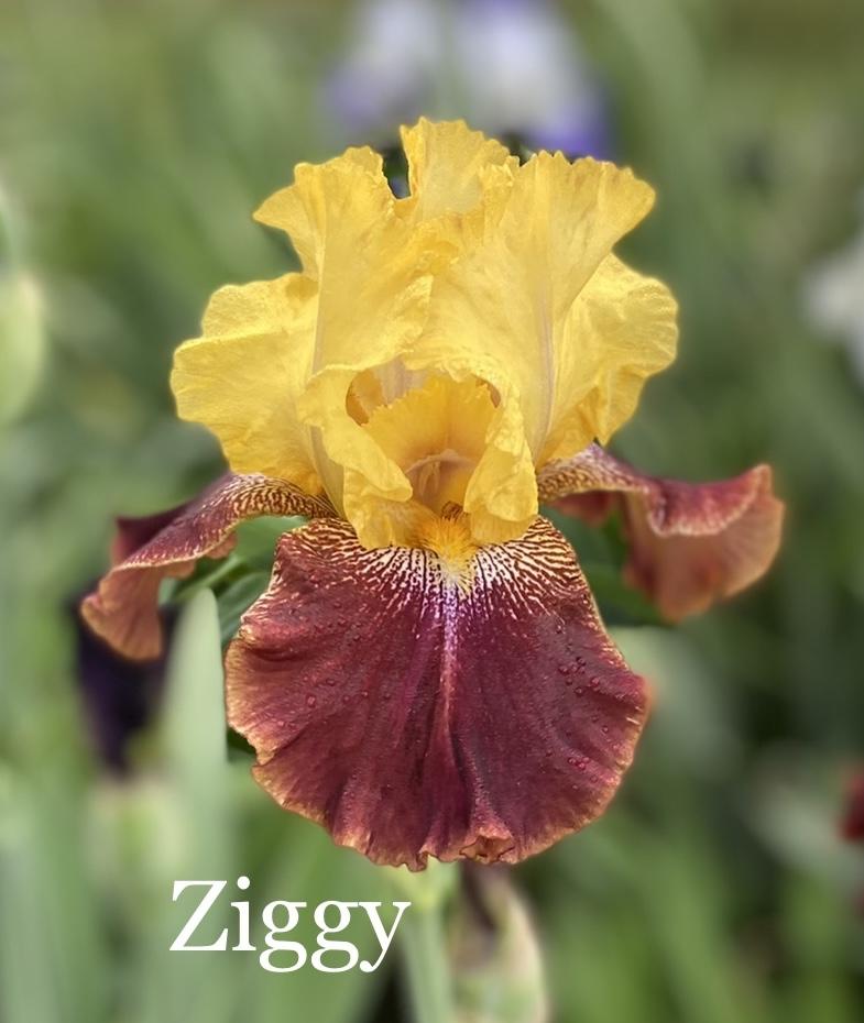 Photo of Tall Bearded Iris (Iris 'Ziggy') uploaded by amberjewel