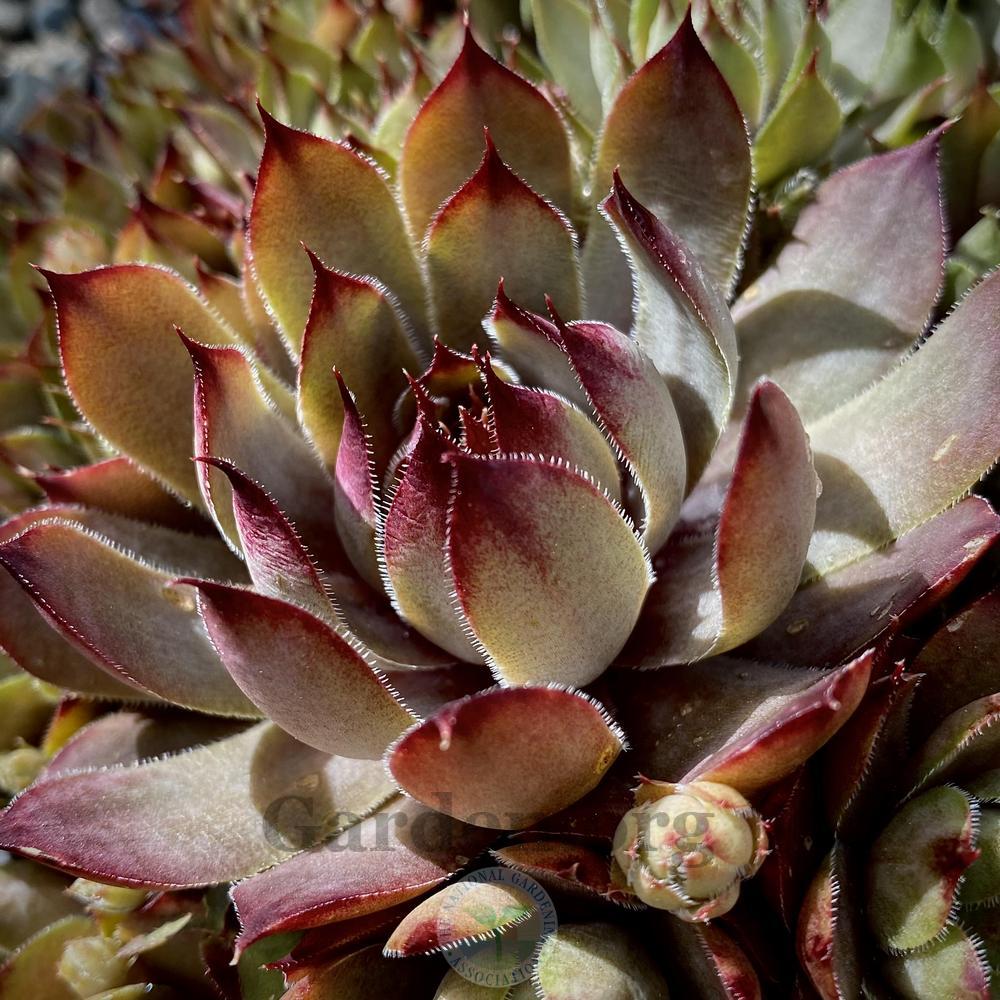 Photo of Hen and Chicks (Sempervivum 'Rotmantel') uploaded by springcolor