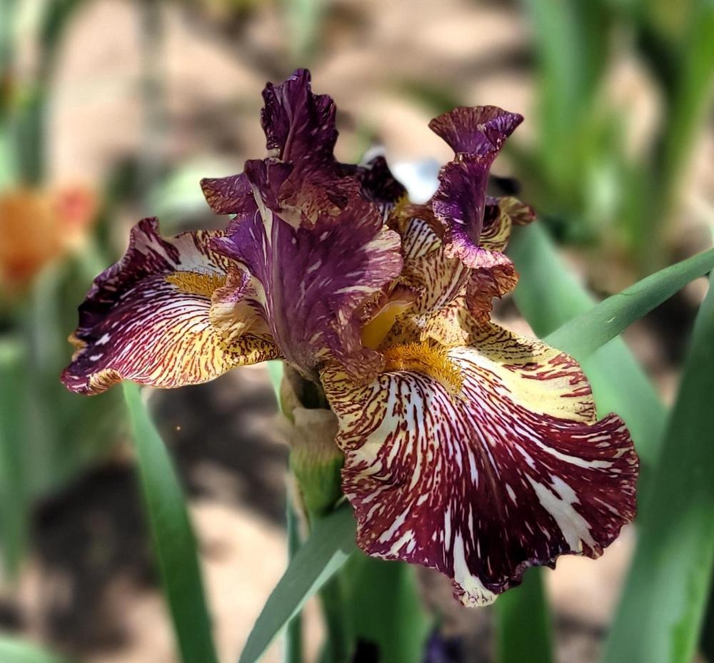 Photo of Tall Bearded Iris (Iris 'Bewilderbeast') uploaded by Bitoftrouble