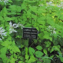 Location: Jenkins Arboretum in Berwyn, Pennsylvania
Date: 2022-05-22
close-up of foliage with an arboretum label