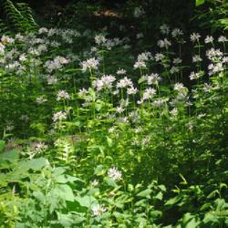 Location: Jenkins Arboretum in Berwyn, Pennsylvania
Date: 2022-05-22
a colony in bloom