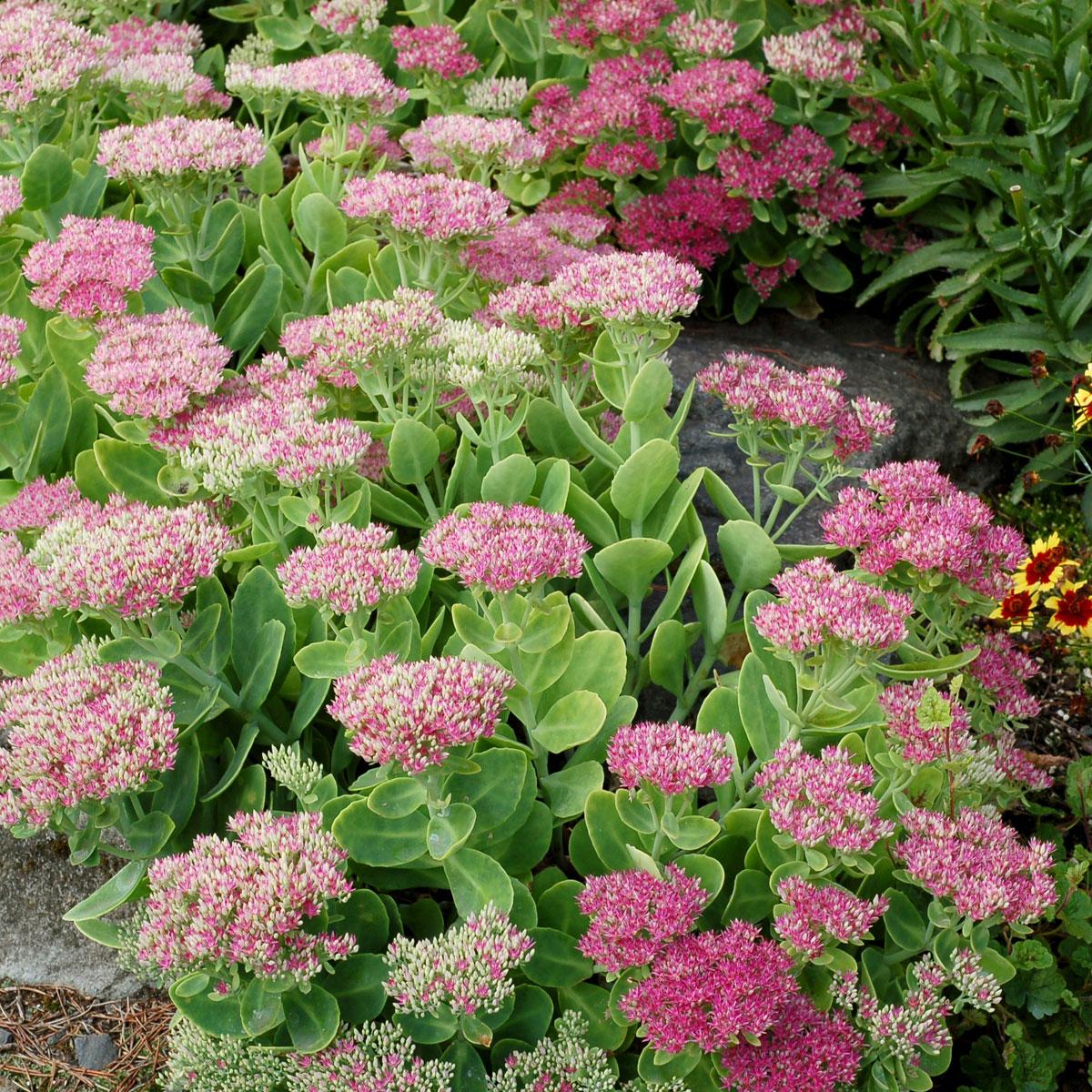 Photo of Stonecrop (Hylotelephium spectabile 'Crystal Pink') uploaded by Joy