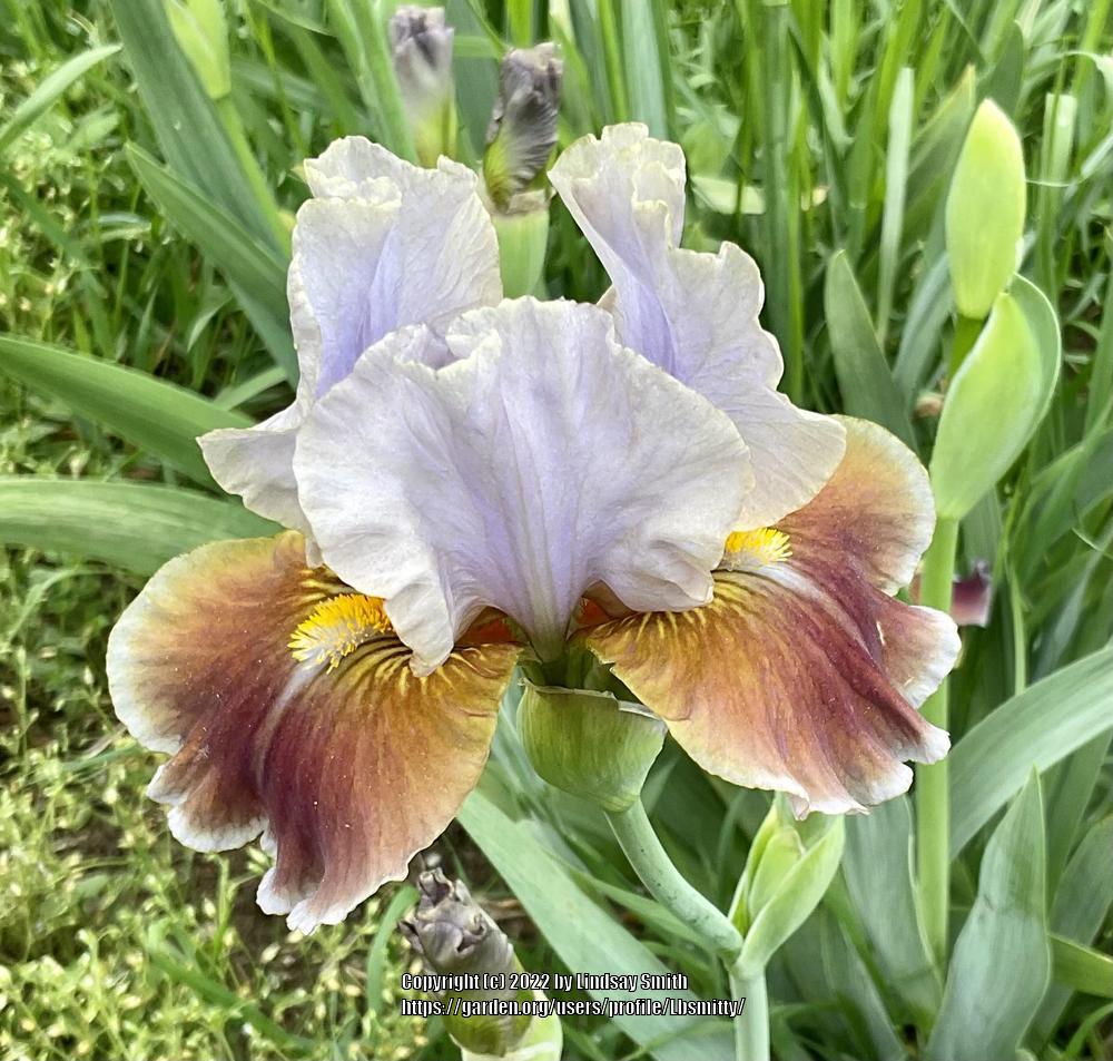 Photo of Intermediate Bearded Iris (Iris 'Man's Best Friend') uploaded by Lbsmitty
