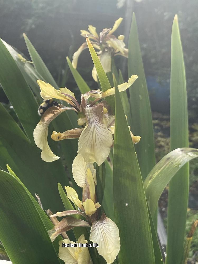 Photo of Species Iris (Iris foetidissima) uploaded by RachaelHunter