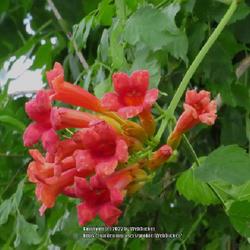 Location: Aberdeen, NC
Date: May 23, 2022
Trumpet vine #178 and SC#7; RAB page 963, 167-2-1. LHB p. 903, 18