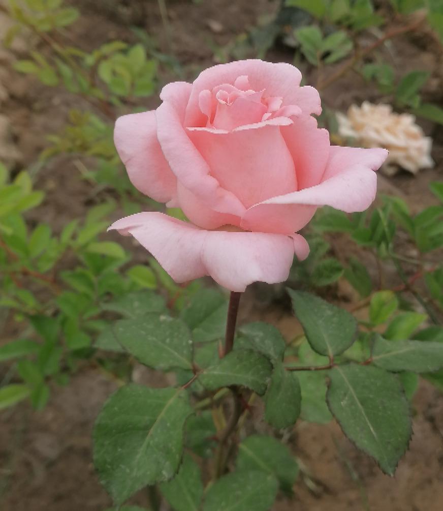 Photo of Rose (Rosa 'Queen Elizabeth') uploaded by manueldalmeida
