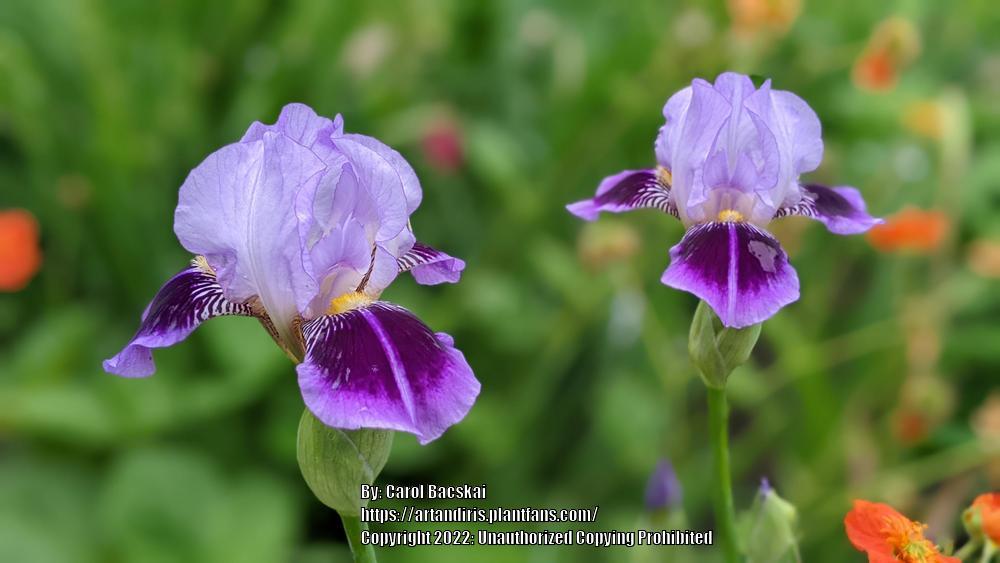 Photo of Miniature Tall Bearded Iris (Iris 'Dividing Line') uploaded by Artsee1