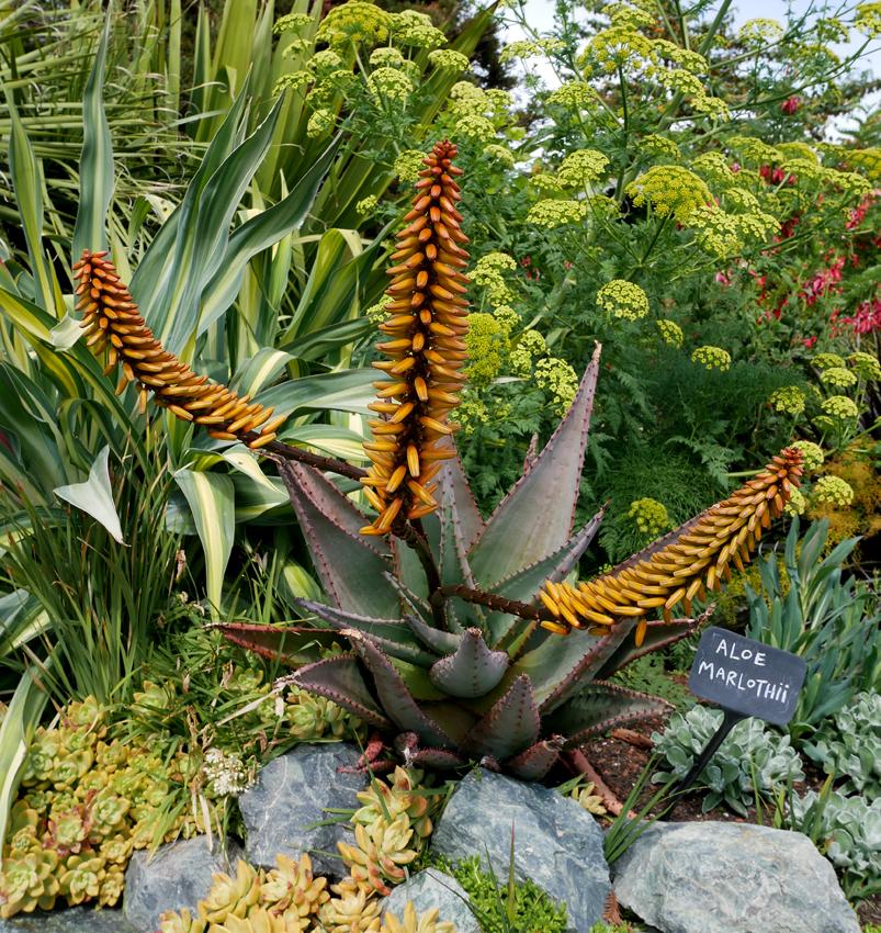 Photo of Flat-Flowered Aloe (Aloe marlothii) uploaded by Calif_Sue