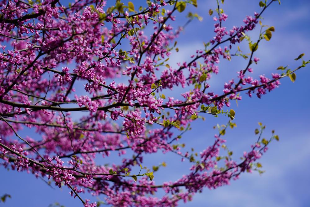 Photo of Eastern Redbud (Cercis canadensis) uploaded by D3LL