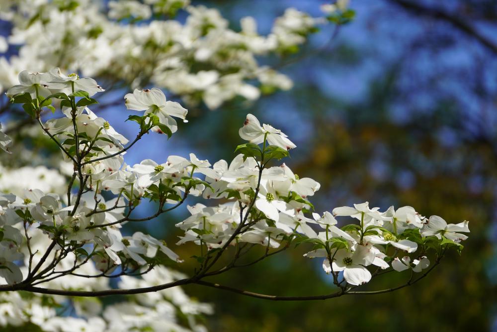 Photo of Flowering Dogwood (Cornus florida) uploaded by D3LL