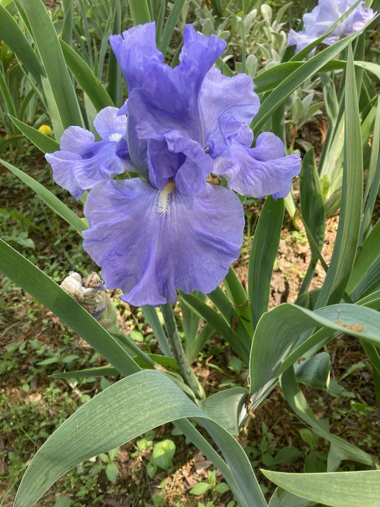 Photo of Tall Bearded Iris (Iris 'Blue Kentucky Girl') uploaded by DonnaKribs