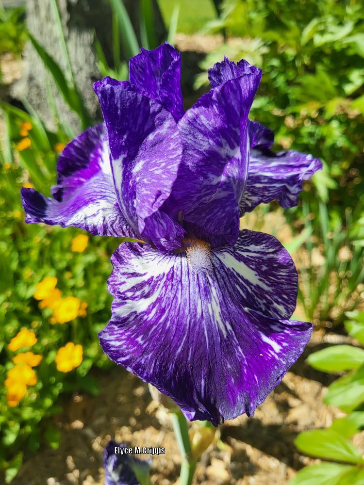 Photo of Border Bearded Iris (Iris 'Batik') uploaded by ElyceC
