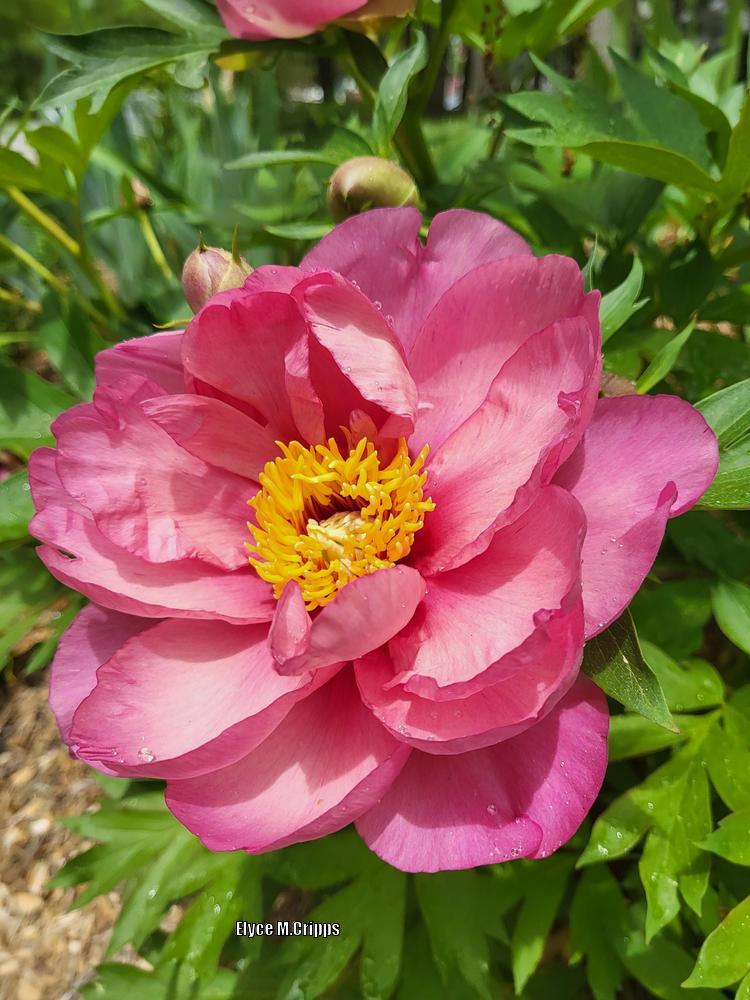Photo of Intersectional Peony (Paeonia Keiko™) uploaded by ElyceC