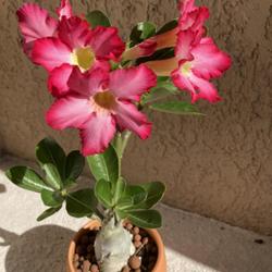 Location: My garden in Tampa, Florida
Date: 2022-05-23
My winter clearance rescue desert rose.