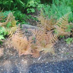 Location: Jenkins Arboretum in Berwyn, Pennsylvania
Date: 2022-05-22
some plants along a walkway in coppery color