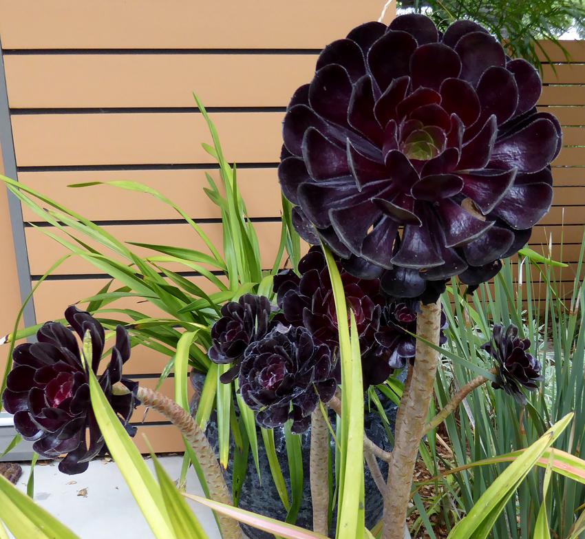 Photo of Black Rose (Aeonium arboreum 'Zwartkop') uploaded by Joy