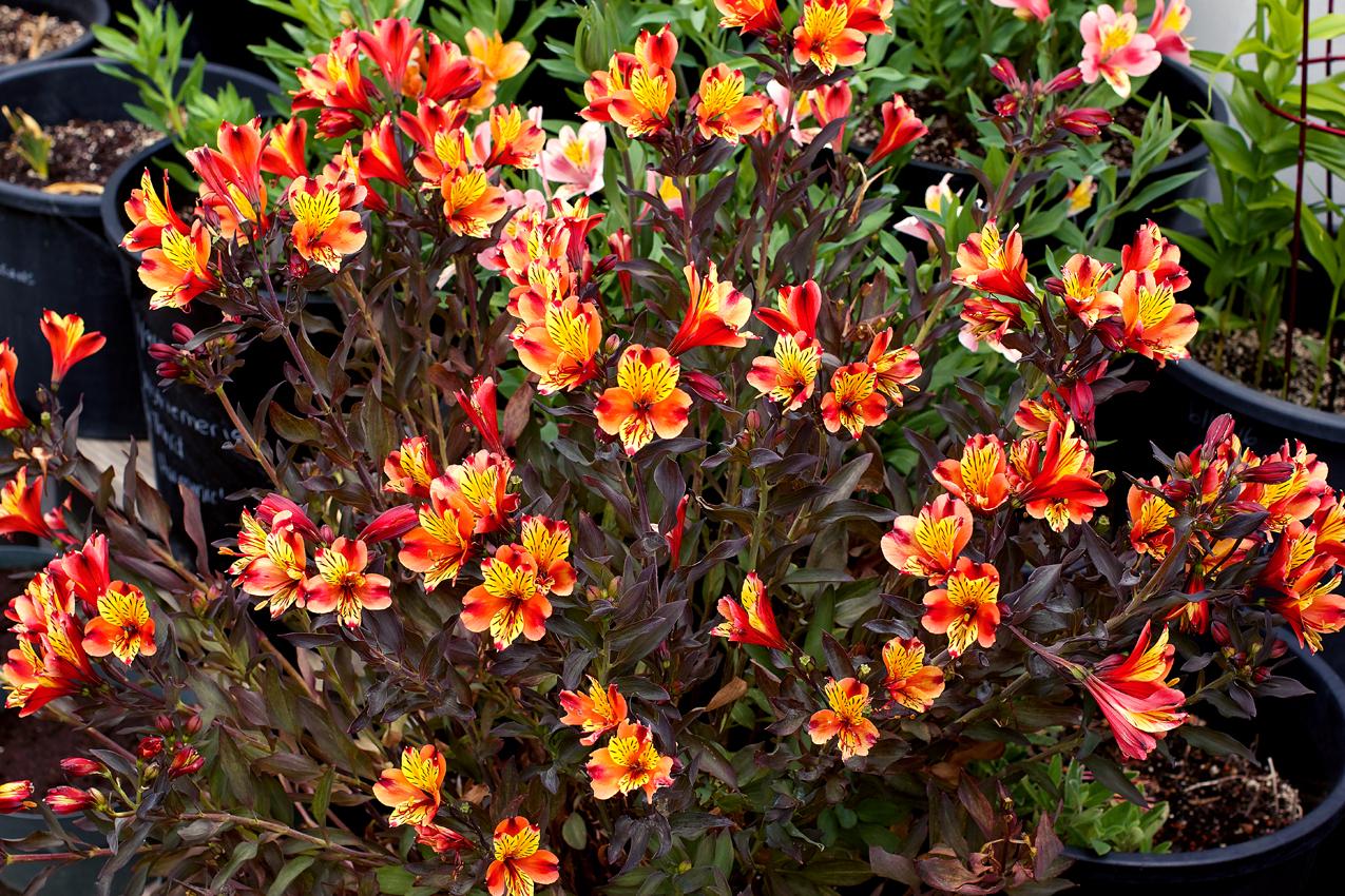 Photo of Peruvian Lily (Alstroemeria Inticancha® Indian Summer) uploaded by Joy