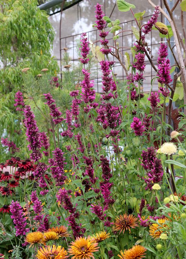 Photo of Mexican Giant Hyssop (Agastache mexicana 'Sangria') uploaded by Joy
