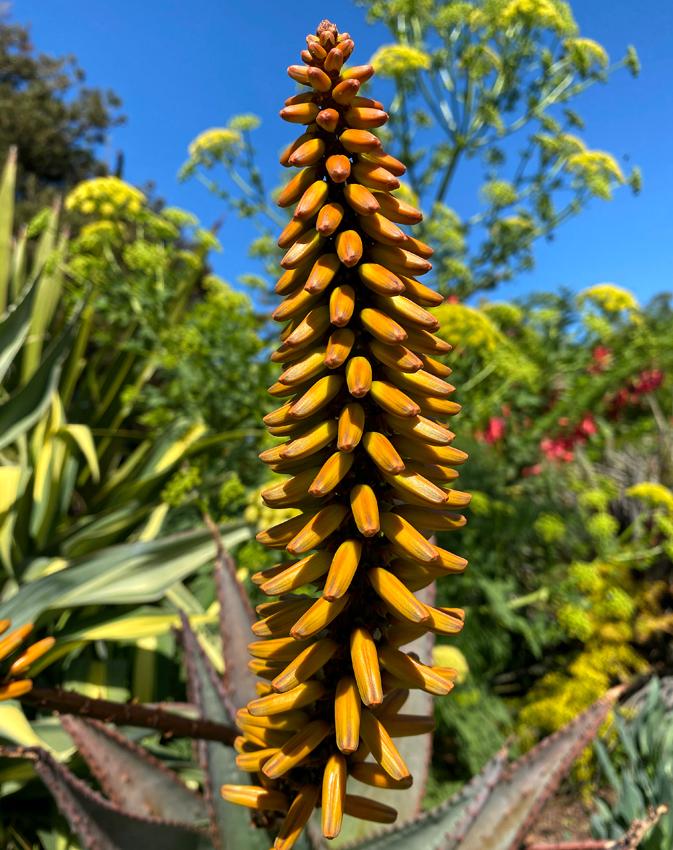 Photo of Flat-Flowered Aloe (Aloe marlothii) uploaded by Joy