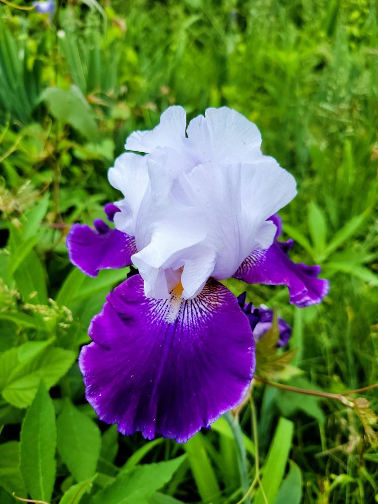 Photo of Tall Bearded Iris (Iris 'Royal Storm') uploaded by KyDeltaD