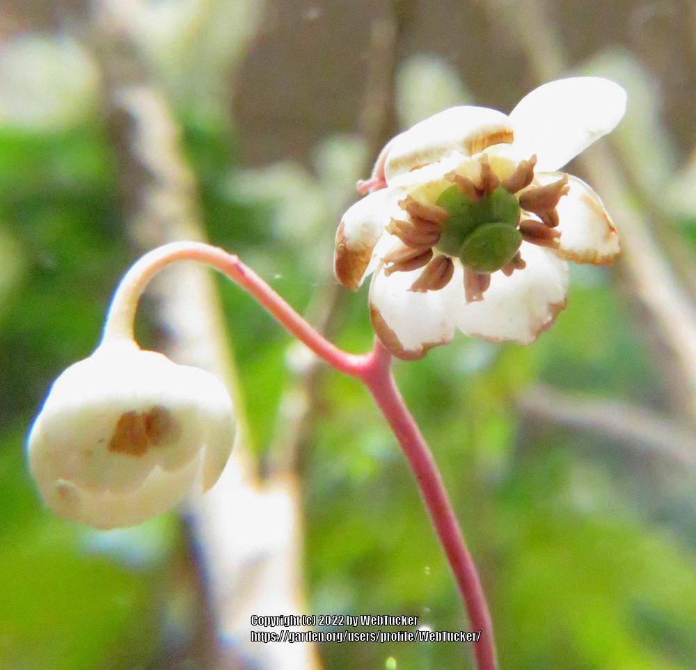 Photo of Spotted Wintergreen (Chimaphila maculata) uploaded by WebTucker