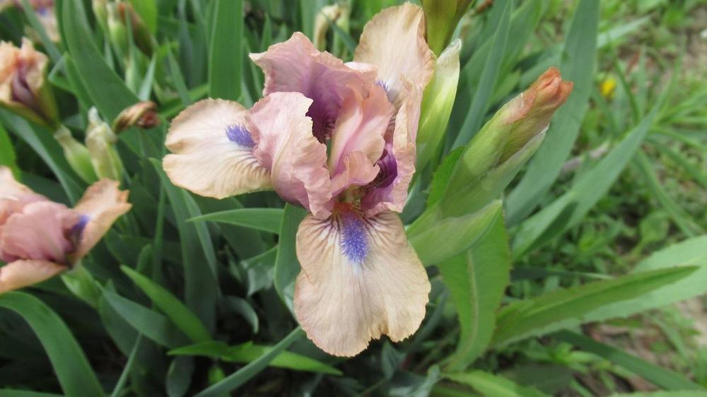 Photo of Standard Dwarf Bearded Iris (Iris 'Chanted') uploaded by gardenglassgems