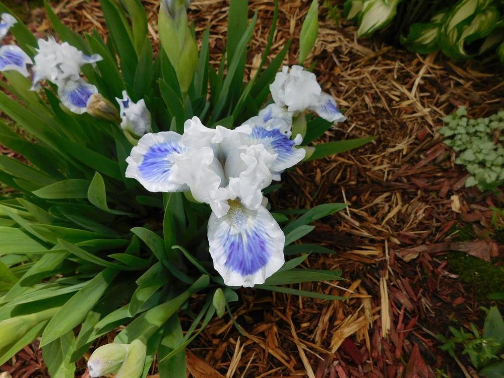 Photo of Standard Dwarf Bearded Iris (Iris 'Boo') uploaded by gardenglassgems